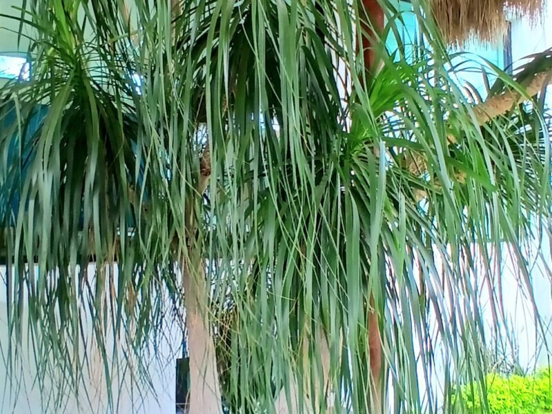 EL TIGRE Condominios Quinta San Miguel Departamento de lujo